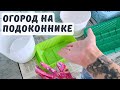 БЕЛАРУСЬ/рассаживаю мяту/ сею семена овощей, пряностей и ягод первый раз