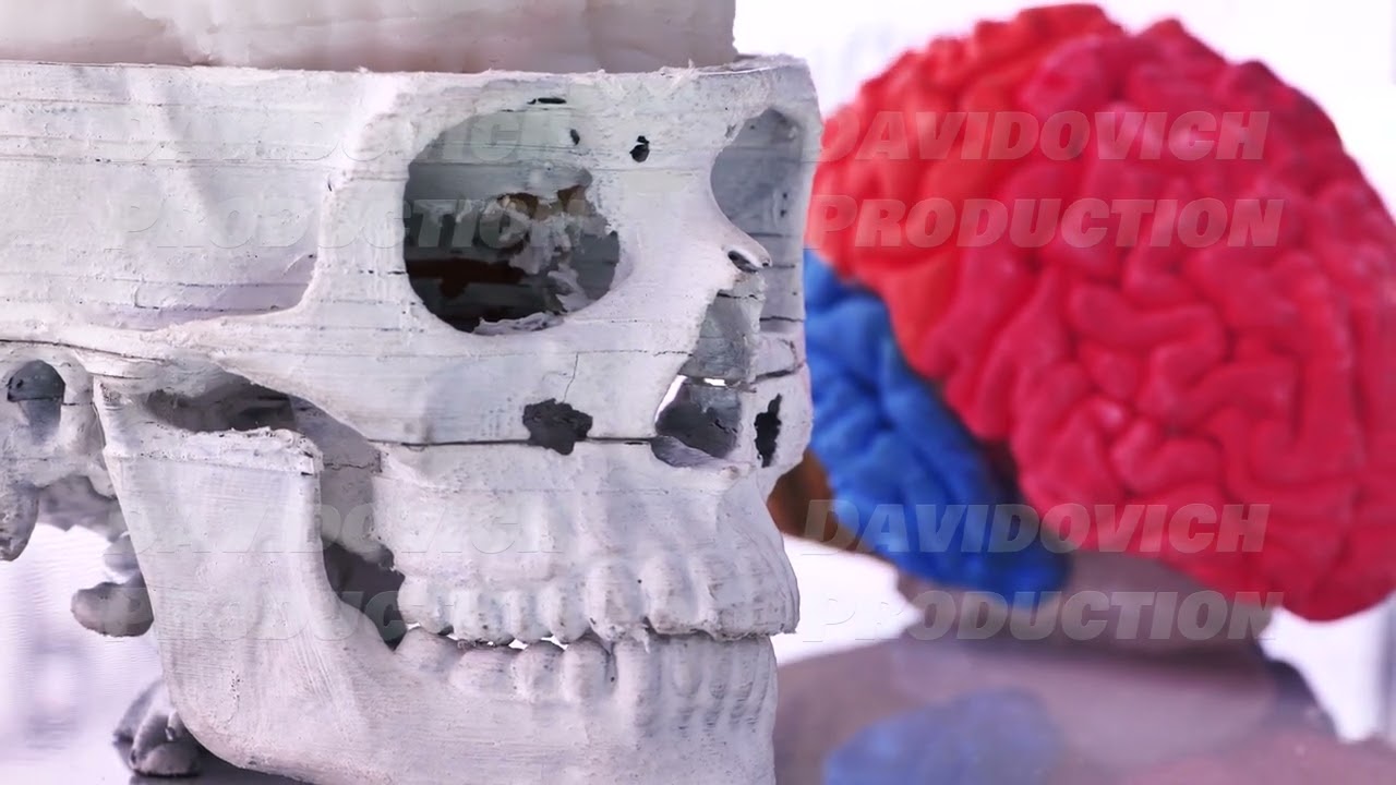Human skull model and colorful brain replica for medical education in exhibition