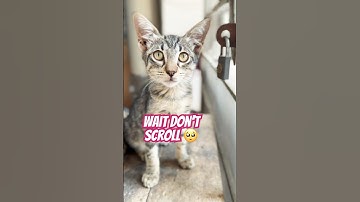Don’t scroll 📜 #cats #catshorts