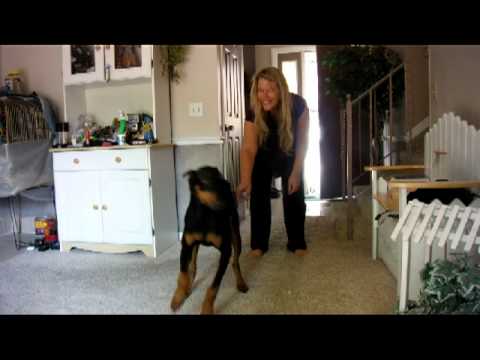Doberman Pi Doberman Pi