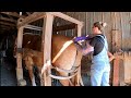 HORSE ULTRASOUND FOR LADY!!!! // Will there be a FOAL in our Future??