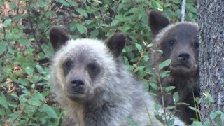 Mischievous grizzly bear cubs, overload of cuteness and mayhem!