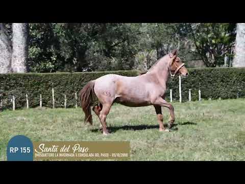 RP 155 - Santa del Paso - Yegua de manada