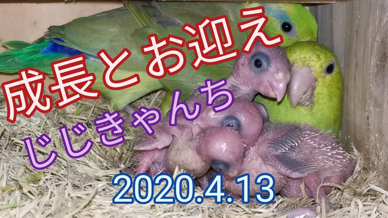 豆の成長とお迎え🐣