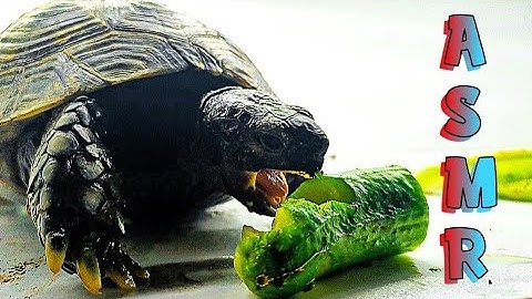 This Turtle Eats a Cucumber... But What Happens Next Will Shock You! 🐢🥒