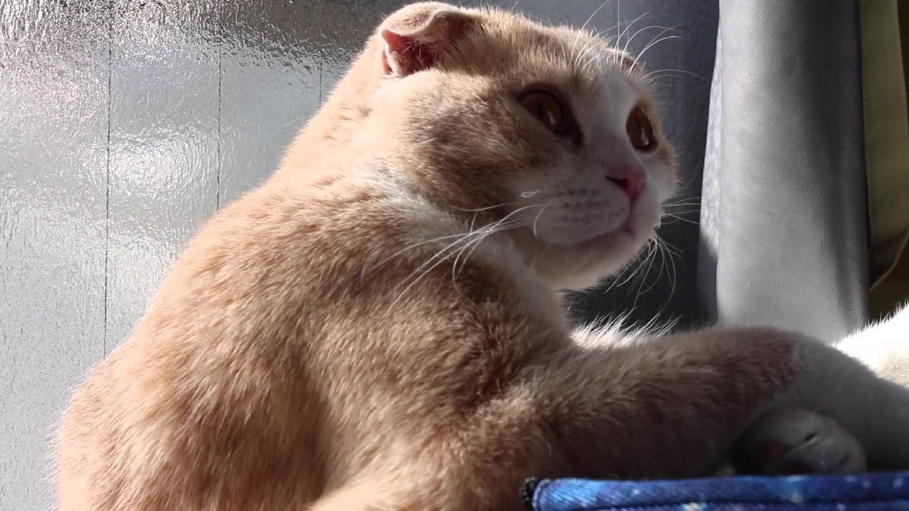 CATS ＞ PEOPLE ♡ VLOGMAS DAY 8 - CATS ＞ PEOPLE ♡ VLOGMAS DAY 8