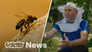 Why the Caucasian Honey Bee is Under Threat?