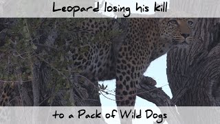 Leopard losing his Kill to and then trapped by a Pack of Wild Dogs