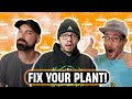 Why Plants Yellow & How To Fix It! - From The Stash Podcast Ep. 182