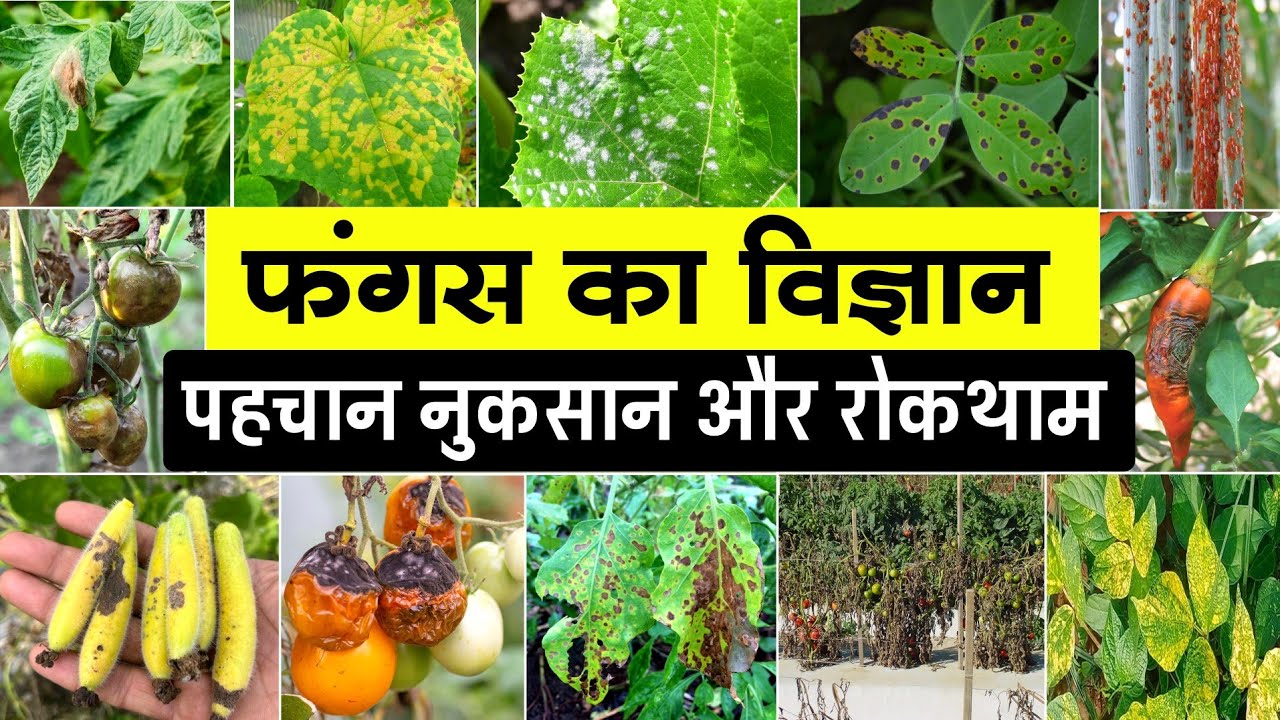 फंगस का विज्ञान | Fungus की पहचान और रोकथाम | Fungus identify & control | Fungus ko kaise roken