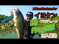bantam Btフロッグ！！イヨケンプロデュースの進化型フロッグ！！夏も秋も必須の中空ルアー！まだお使いでない方もぜひ一度ご使用くださいませ！