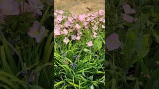 ★[야생화] 작약(수줍음)과 붓꽃(희망) #flowers #꽃 #생리통 완화 #작약차 #야생화 #꽃말 #붓꽃 #작약의 효능 #붓꽃