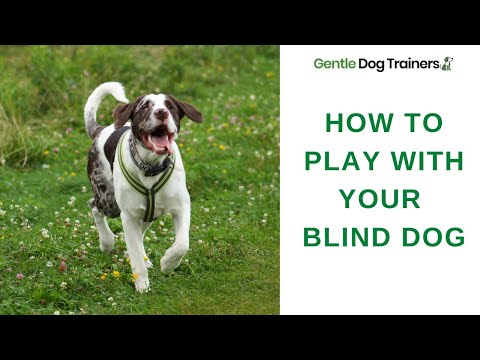 Toys and games for you and your blind dog - DogTime