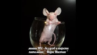 МЫШИ ГОЛЫЕ - БЕЗ ШЕРСТИ С ОГРОМНЫМИ УШАМИ ( МАРИ МИСТИК) МЫШИ ГОЛЫЕ - БЕЗ ШЕРСТИ С ОГРОМНЫМИ УШАМИ ( МАРИ МИСТИК)