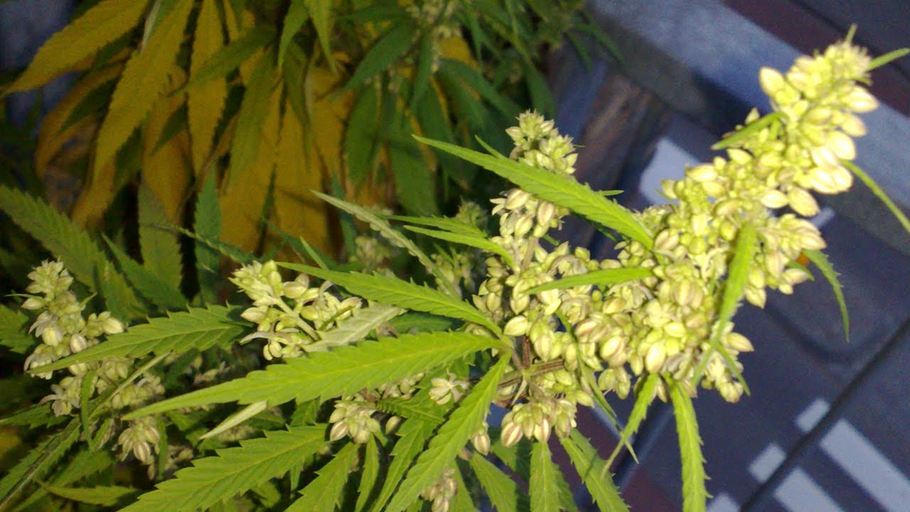 GRAN DADDY PURP POSSIBLE CROSS-POLLINATION???