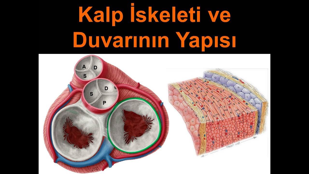 Kalp İskeleti ve Duvarının Yapısı Yüksel AYDAR YouTube Kalp İskeleti ve Duvarının Yapısı Yüksel AYDAR YouTube