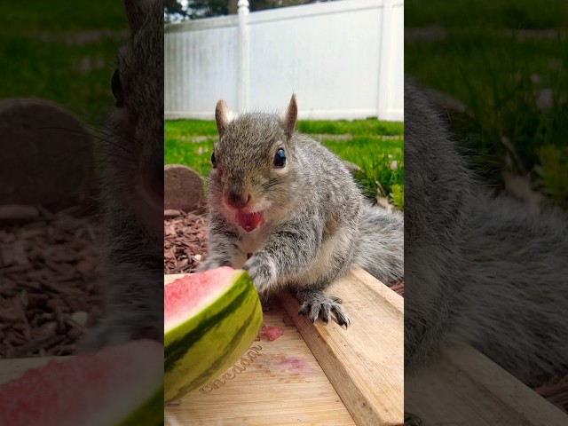 可愛的吃瓜鼠｜ASMR ｜Watermelon eating sounds #asmr #naturesounds #wildlife #relax #squirreleatingsounds class=