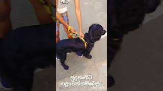 සුදු නංගිට යාලුවෙක් හම්බෙලා.  Puppy Funny Video ❤ Cocker Spaniel Dog Cute