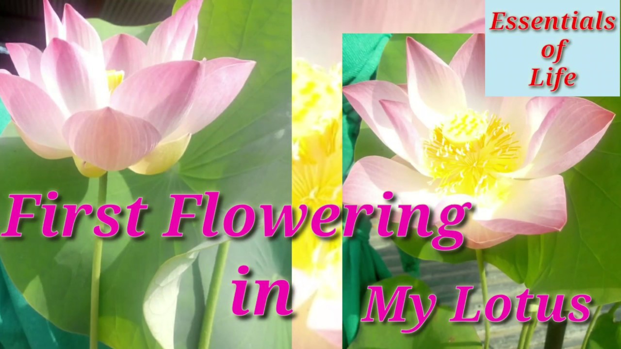 Lotus Flower Update Blooming season Essentials of life 2 November 2019 YouTube