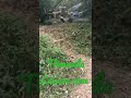 Thenmala leisure zone | Thenmala | devoos vlog