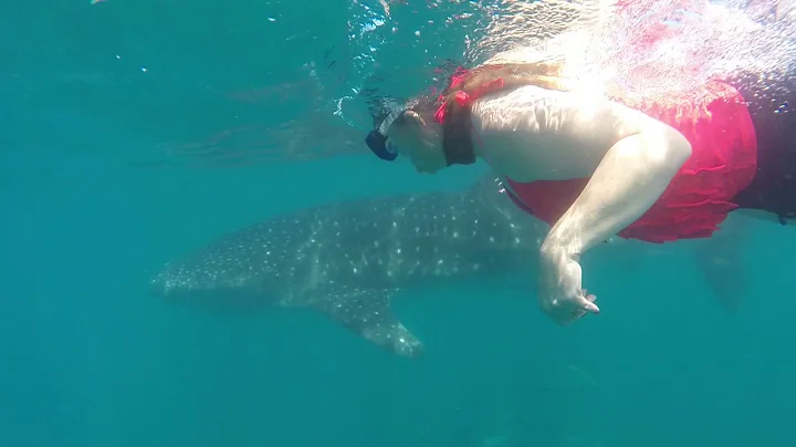 Rod and Leslie Woods-Hulse snorkeling with the Whale Shark in La Paz