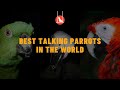 Best talking parrots in the world - talking pet birds