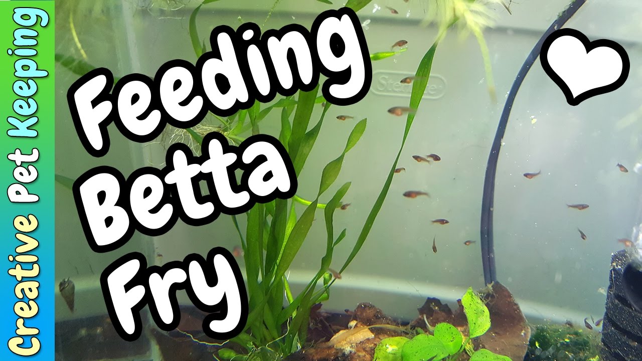 How to feed BABY BETTA FISH | Fish Fan 