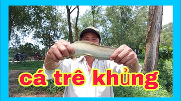 Câu cá trê sông một ngày và cái kết