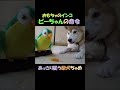 おもちゃのピーちゃんの命令にあっさり従う柴犬ちゃめ Shiba Inu Chame readily obeys the toy parrot's commands