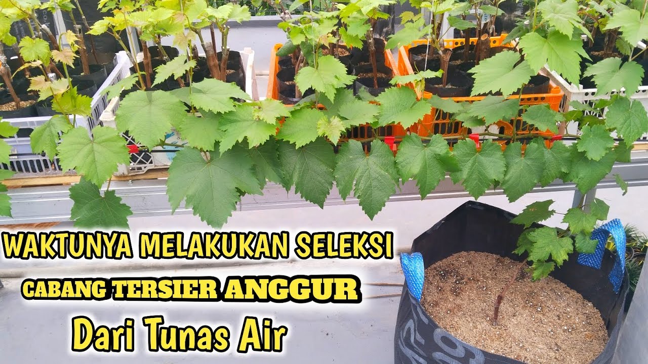 Waktunya Seleksi Cabang Tersier Anggur Dari Tunas Air !!!