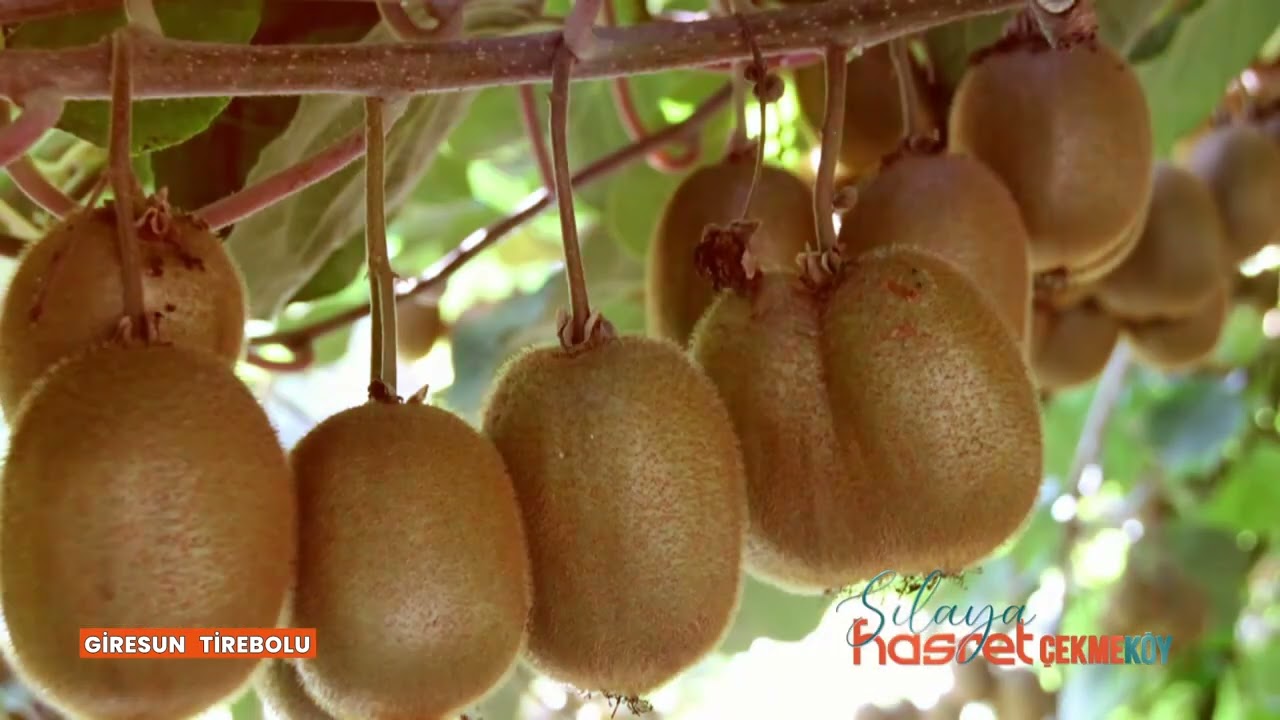 GİRESUN TİREBOLU