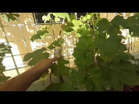 Vídeo: Podridão Branca De Uvas