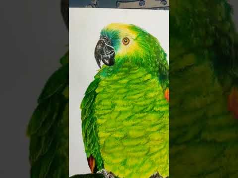 A Yellow Faced Amazon parrot drawing. My first layering technic drawing. Hope you liked it. #shorts