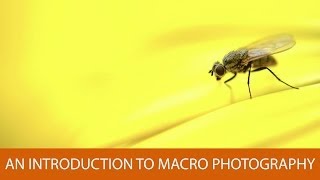 An Introduction to Macro Photography