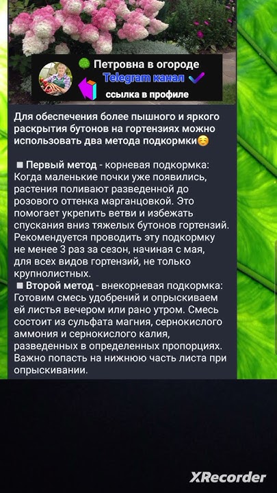 🌸Подкормка для Гортензии - YouTube
