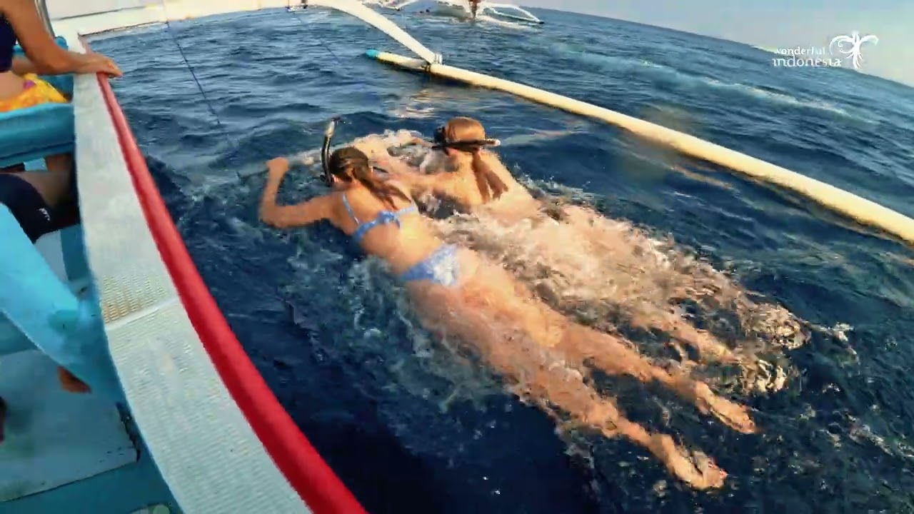 Dolphin Watching and Snorkeling