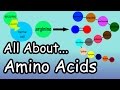 Amino Acids - What Are And What Do Amino Acids Do - What Are Complete And Incomplete Proteins