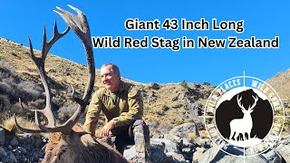 Giant 43 Inch Long Wild Red Stag in New Zealand