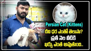 Persian Cat Kitten Price in Hyderabad | Complete Infromation include Mnothly Expenditure | Playeven