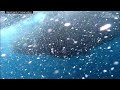 Trapped whale freed from fishing net off New Zealand coast