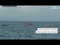Trapped whale freed from fishing net off New Zealand coast