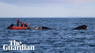 Trapped whale freed from fishing net off New Zealand coast