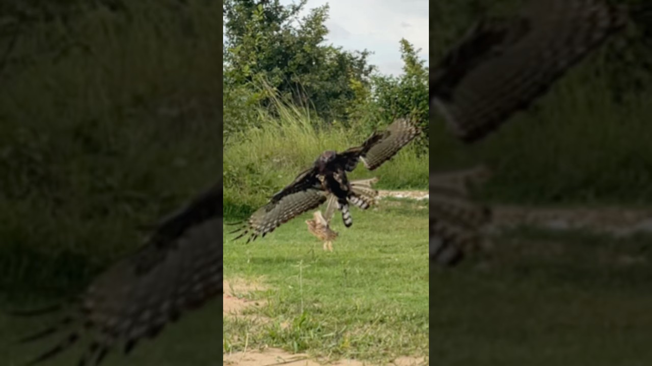 Hawk Eagle hunting bird of prey on the ground