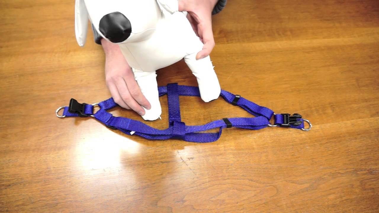 putting a harness on a puppy
