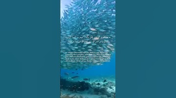 سورة النساء، آية 86-88 | Surah An-Nisa, verse 86–88