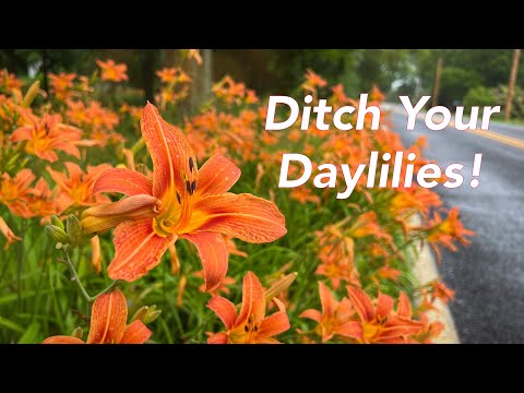 BETTER Flowers for MONARCHS and Pollinators! -- (Ditch Your Daylilies!)