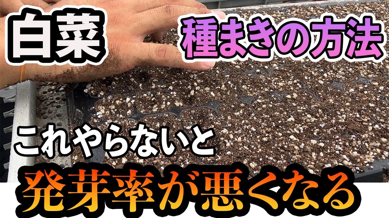 白菜】種のまきかた。発芽率が1番良い植え方とは。 - YouTube