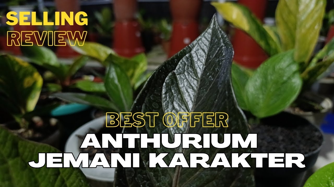 ANTHURIUM JEMANI Selling Review