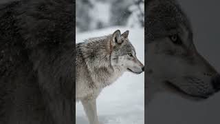 How Wolves Hunt: Silent Signals Decoded in 2019