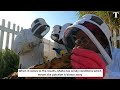 The airport using bees to measure air pollution